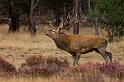 40 Hoge Veluwe, edelhert